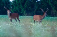 Cerfs en velours au gagnage