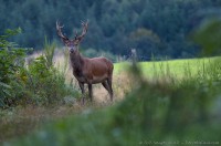 Cerf quelques semaines avant le brame