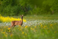 Chevrette sur fleur de pissenlits