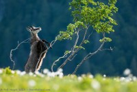 Chamois se nourrissant de feuilles