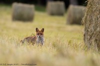 Renard mulotant entre les bottes de foin