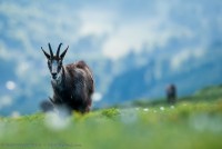 Chamois sur fond de vallée