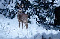 Chevreuil dont le museau est recouvert de neige