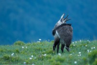 Chamois se toilettant