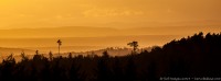 Levant mordoré dans les Vosges