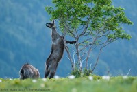 Chamois se nourrissant de feuilles