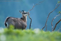 Chamois se nourrissant d'écorce