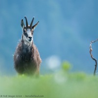 Chamois