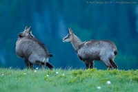 Chamois aux toilettes...