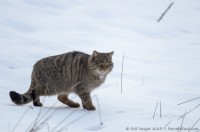 chat sauvage, felis silvestris silvestris