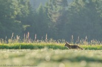 Renard dans les foins