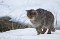 chat sauvage, felis silvestris silvestris