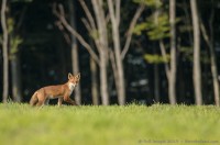 Renard longeant une hêtraie