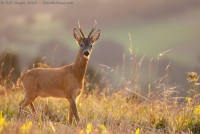 Brocard au couchant