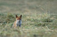 Renard dans les fauches