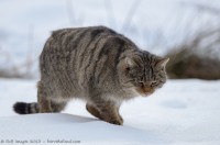 chat sauvage, felis silvestris silvestris