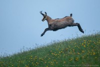 Chamois bondissant