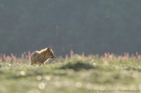 Renard en chasse dans les foins