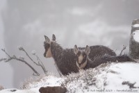 Jeunes chamois dans le blizzard