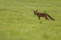 Renard avec un mulot dans la gueule