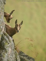 Jeunes chamois sur falaise rocheuse