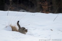 chat sauvage, felis silvestris silvestris