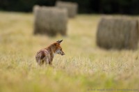 Renard chassant dans les balles de foin