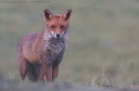 Renard sous la pluie