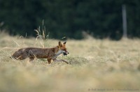 Renard avec un mulot dans la gueule