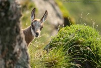 Chamois âgé de quelques jours