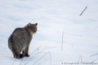 chat sauvage, felis silvestris silvestris