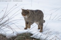 chat sauvage, felis silvestris silvestris