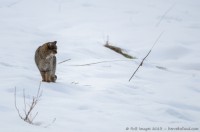 chat sauvage, felis silvestris silvestris