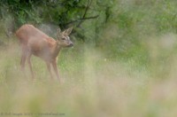 Jeune chevrette aux aguets