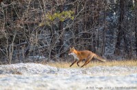 renard roux, vulpes vulpes