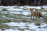 renard roux, vulpes vulpes