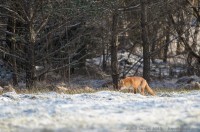 renard roux, vulpes vulpes