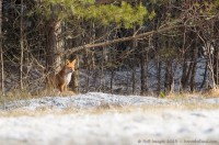 renard roux, vulpes vulpes