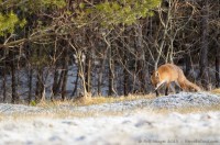 renard roux, vulpes vulpes