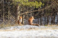 couple de renards roux, vulpes vulpes