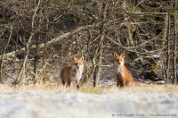 couple de renards roux, vulpes vulpes