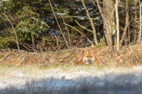 renard roux, vulpes vulpes