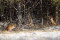 renard roux, vulpes vulpes