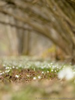 Nivéole de Printemps, Leucojum vernum