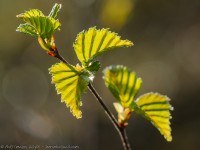 bouleau pubescens, Betula pubescens