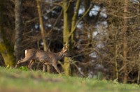 brocard, capreolus capreolus