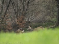 chevrettes, capreolus capreolus