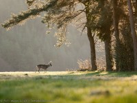 brocard en velours, capreolus capreolus