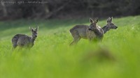 chevreuils, capreolus capreolus