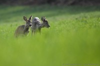 chevreuils, capreolus capreolus